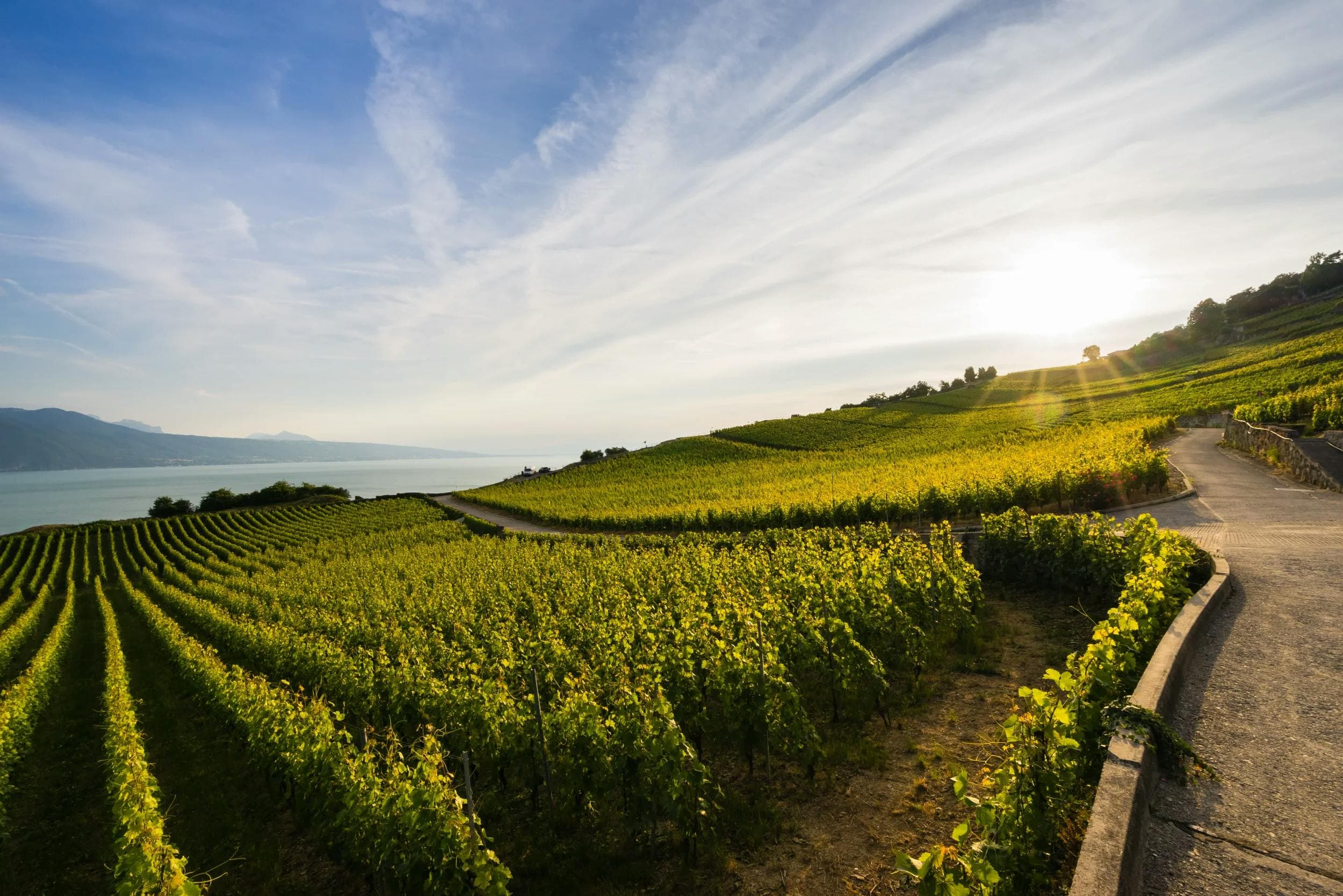 Les vignobles du Lavaux